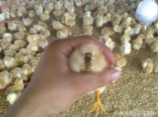 雏鸡白痢怎么治疗最好,治鸡白痢有哪种特效药