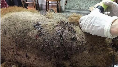 流浪狗遍体鳞伤，肛门塞满异物，护工一看火冒三丈！