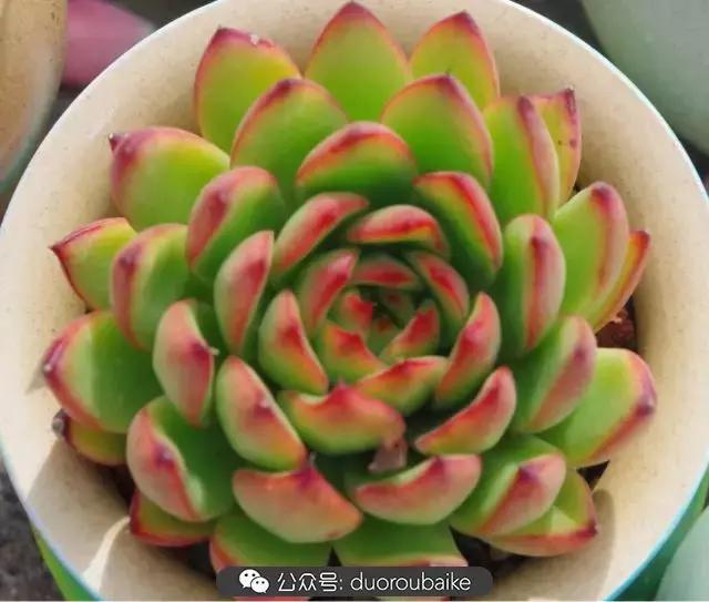 大浙江的多肉也来拉仇恨咯！即使淋雨也不褪色！我有妙招！