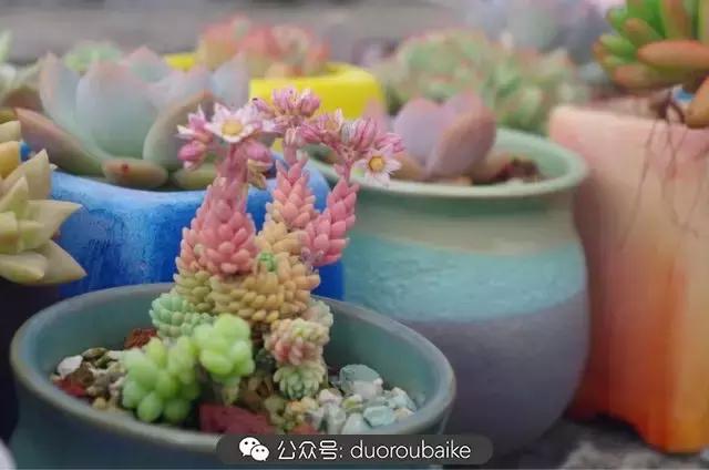 大浙江的多肉也来拉仇恨咯！即使淋雨也不褪色！我有妙招！