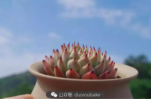 大浙江的多肉也来拉仇恨咯！即使淋雨也不褪色！我有妙招！