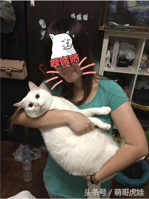 心爱的抱枕才抱了一晚上就被喵星人给糟蹋了，铲屎的：谁干的站出来保证不打死你