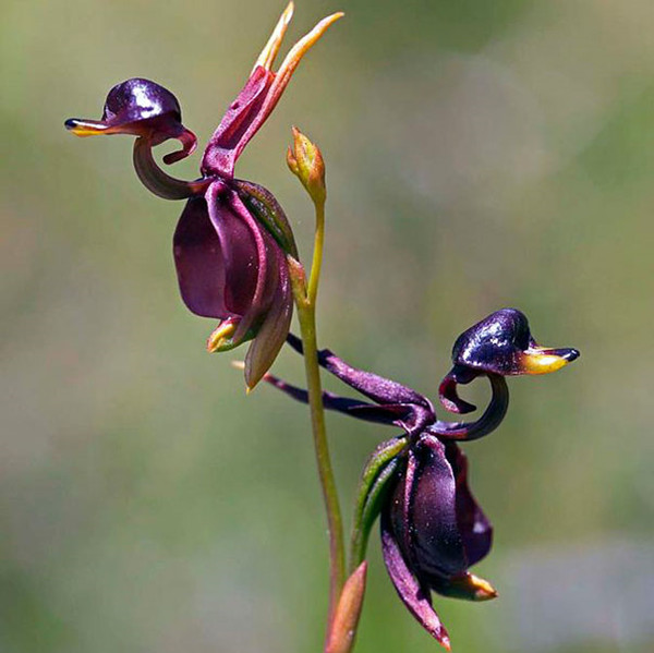 罕见又难养的兰花,最适合养的奇花兰花