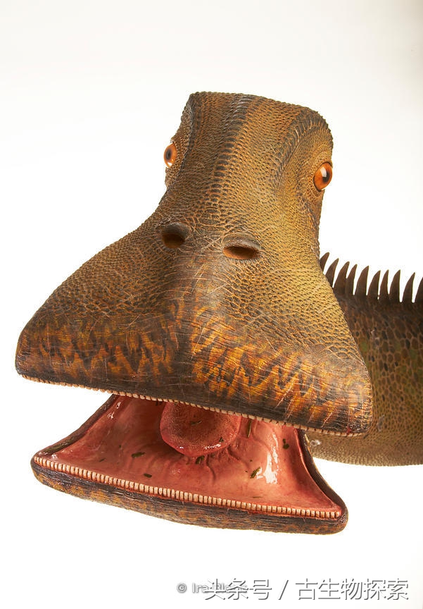 尼日尔龙:恐龙中的吸尘器