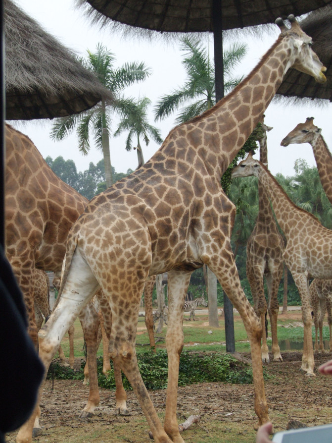 广州香港迪士尼一日游报团,长隆好玩还是迪士尼好玩