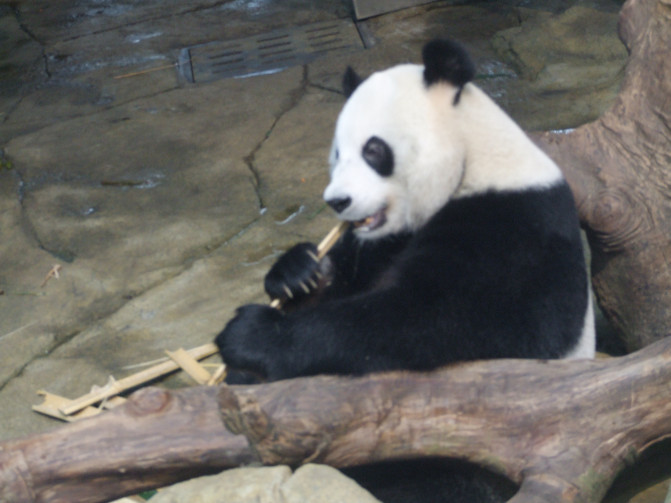 广州香港迪士尼一日游报团,长隆好玩还是迪士尼好玩