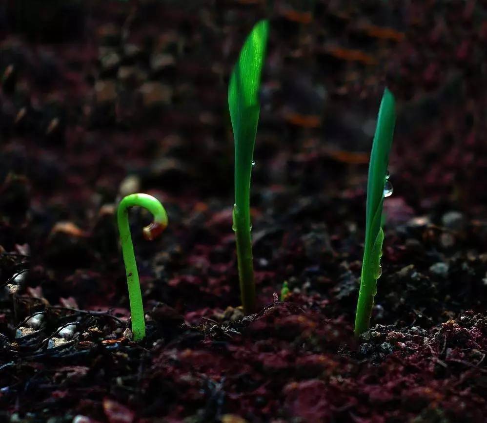 酵素如何改善土壤,酵素调节土壤酸碱度