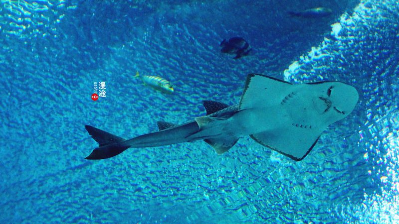 长隆亲子两大两小旅游攻略,珠海长隆横琴湾酒店亲子攻略