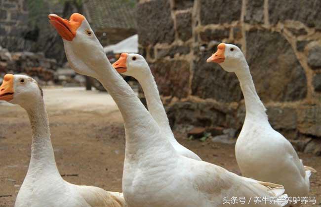 养鹅的成本和利润怎么算,大棚养鹅成本利润
