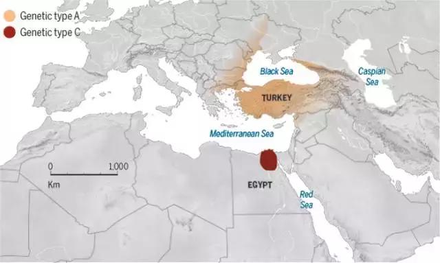 为什么说猫是铲屎官的祖先,铲屎官你不得不知道的猫主子历史