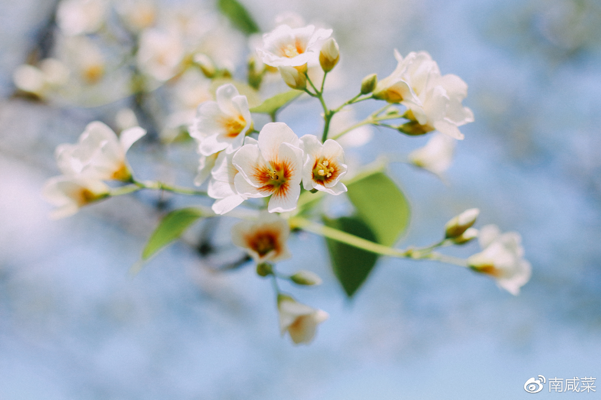 理光r1s胶片相机,理光yf-11s胶片相机