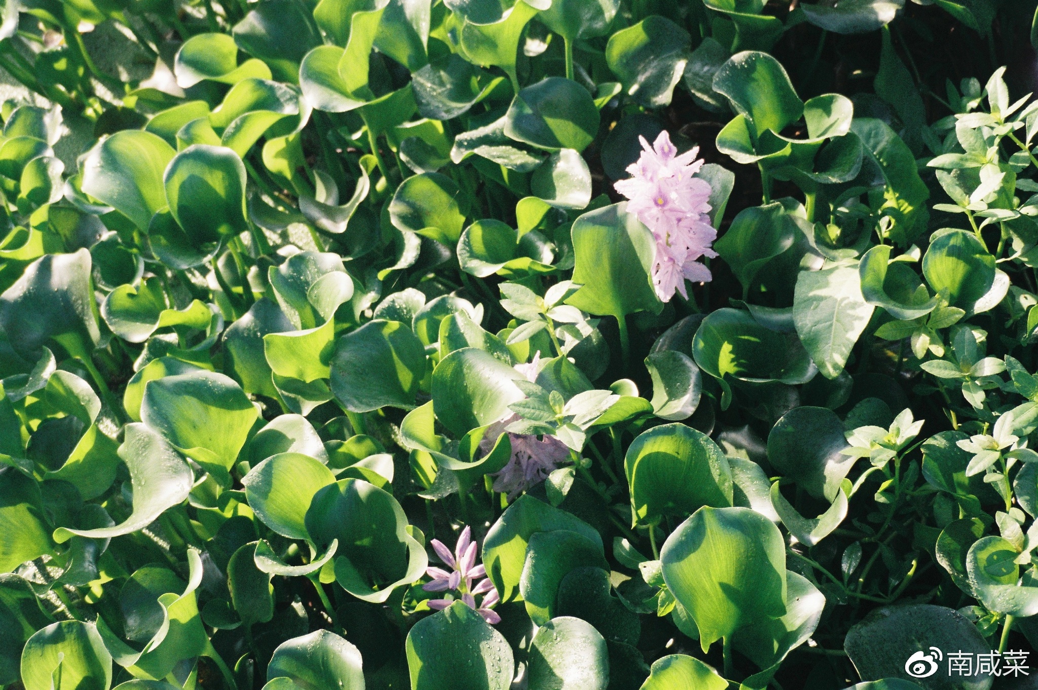 理光r1s胶片相机,理光yf-11s胶片相机