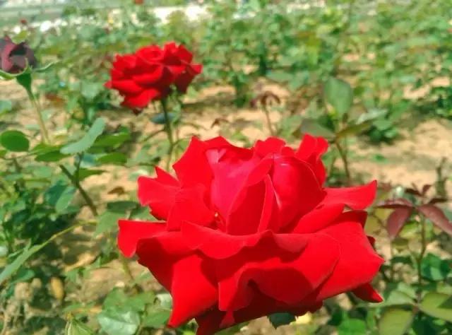 “辽宁高招指南”探秘绿岛,遇见你是我最美丽的意外!