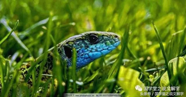 卧虎藏龙什么来历,卧虎藏龙卧虎指的是