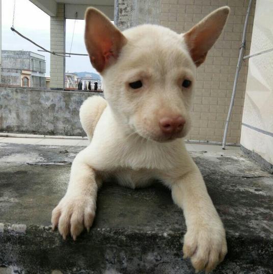 土狗的智商为什么最低,土狗智商其实很高的