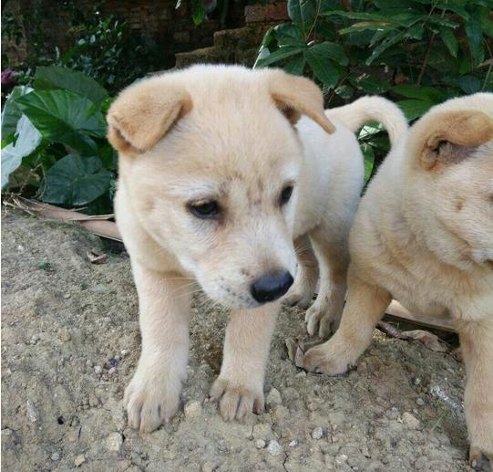 土狗的智商为什么最低,土狗智商其实很高的