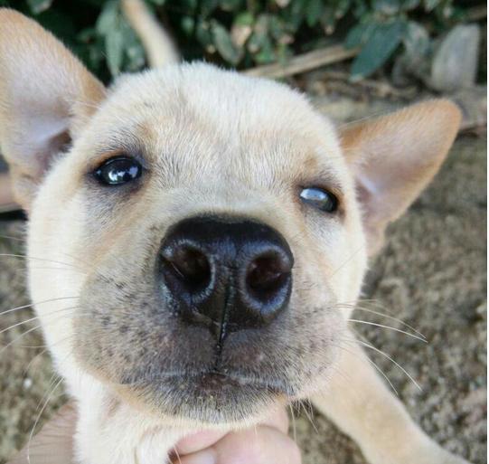 土狗的智商为什么最低,土狗智商其实很高的