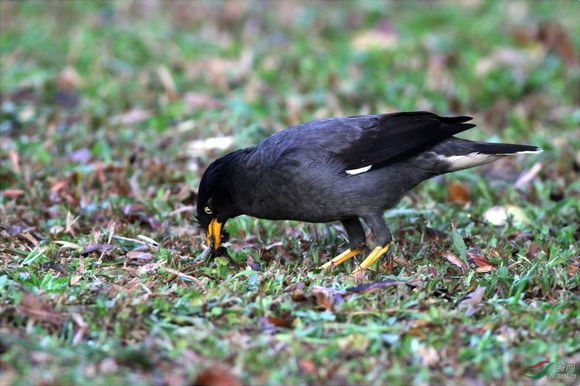八哥鸟怎么养才能亲近人,养了一年的八哥鸟会怎样