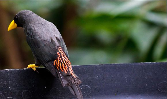 八哥鸟怎么养才能亲近人,养了一年的八哥鸟会怎样