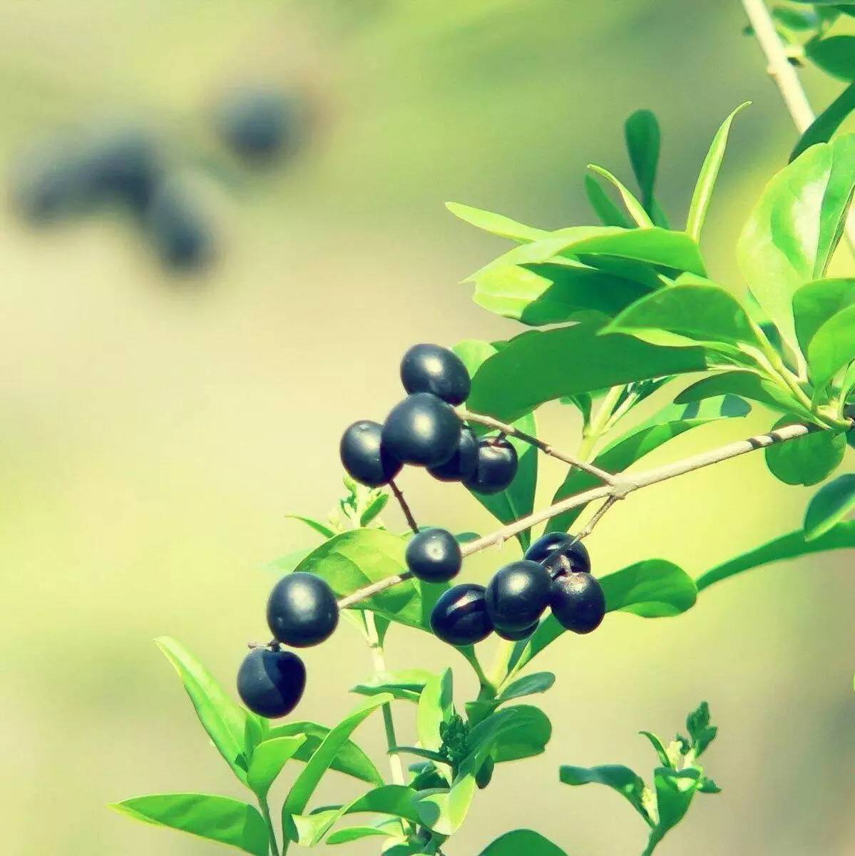 酵素如何改善土壤,酵素调节土壤酸碱度