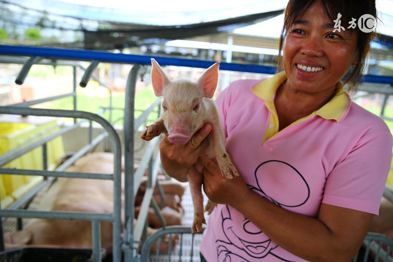 养猪林可霉素配合什么,养猪林可霉素图片