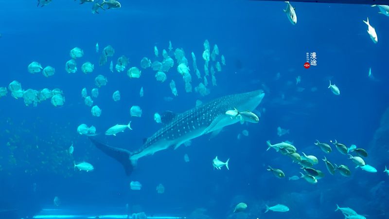 长隆亲子两大两小旅游攻略,珠海长隆横琴湾酒店亲子攻略