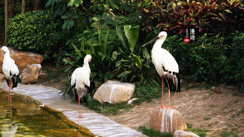 长隆亲子两大两小旅游攻略,珠海长隆横琴湾酒店亲子攻略