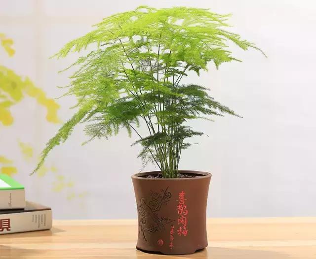 关于八种植物招财又旺宅,十大镇宅风水植物