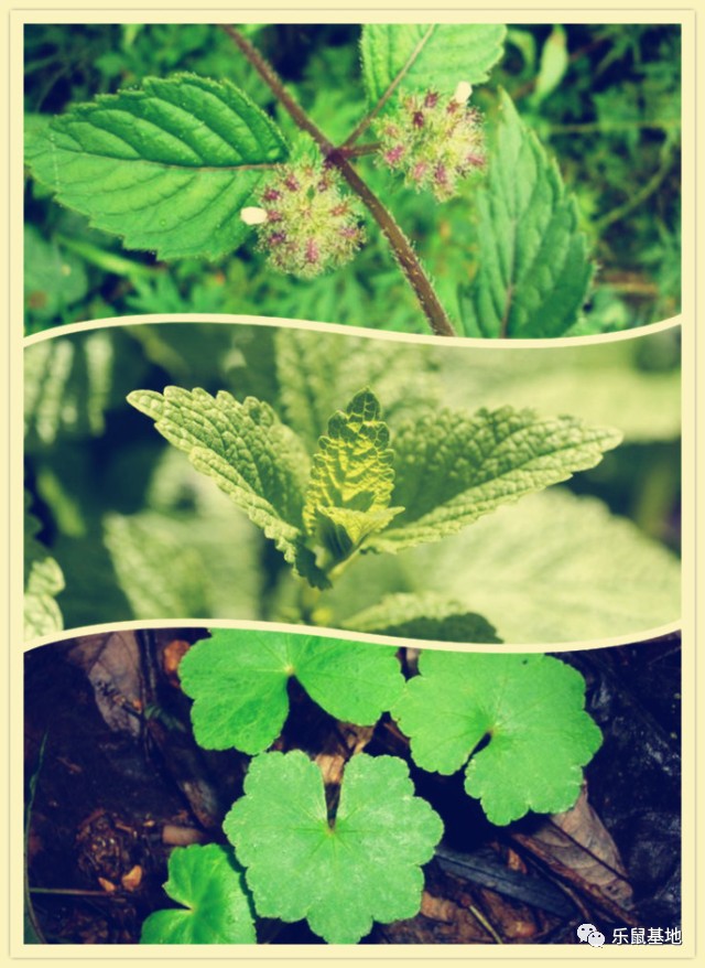 “薄荷香中醉欲颠”,有了薄荷的陪伴让,你清清爽爽度夏天