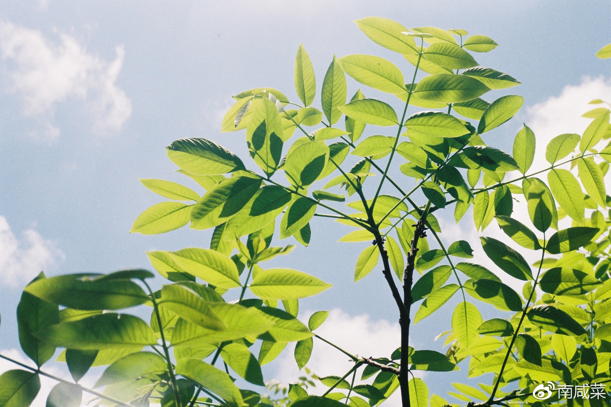 理光r1s胶片相机,理光yf-11s胶片相机