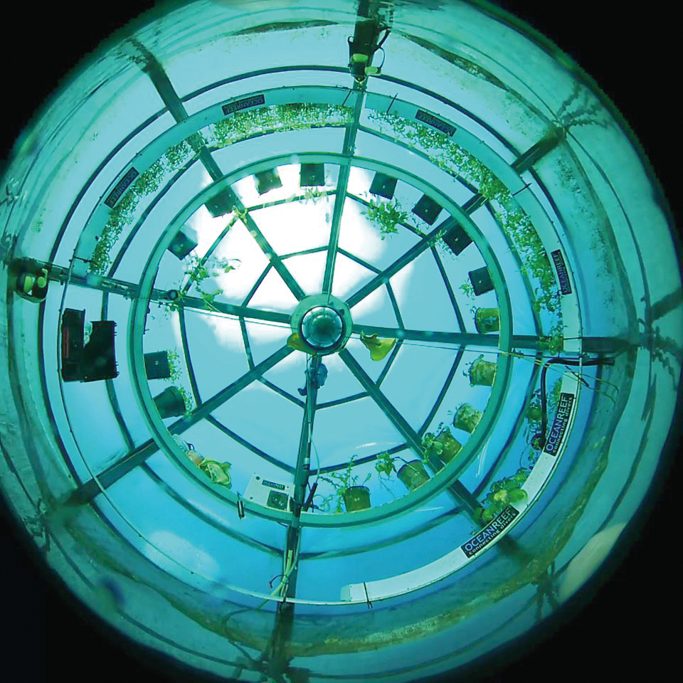 海底真的可以种菜啊！发展农业的空间扩展了有木有？