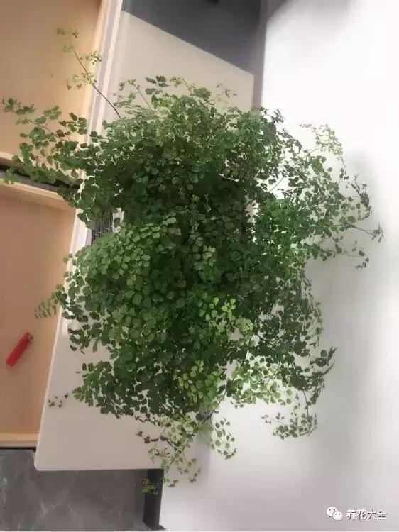 夏季发财树一般多少天浇水一次 (夏季多肉晴天浇水还是雨天浇水)