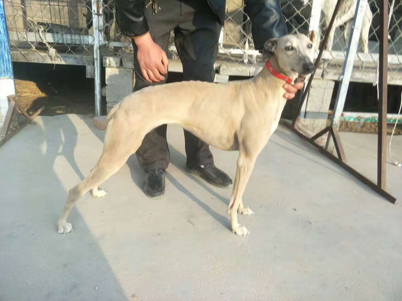 格力灵缇惠比特怎么分别,格力犬狩猎