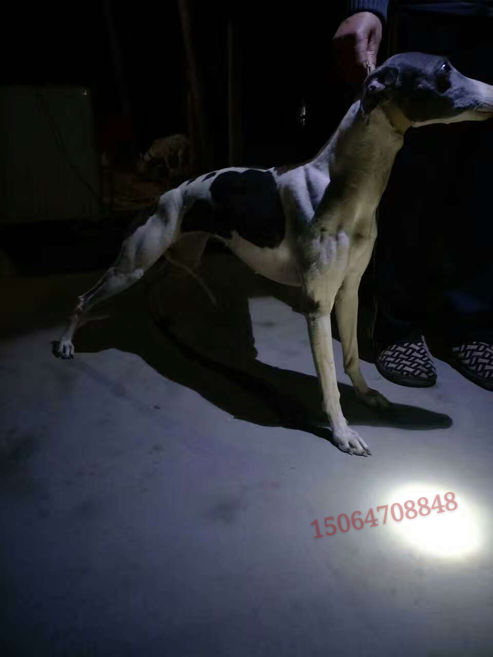 格力灵缇惠比特怎么分别,格力犬狩猎