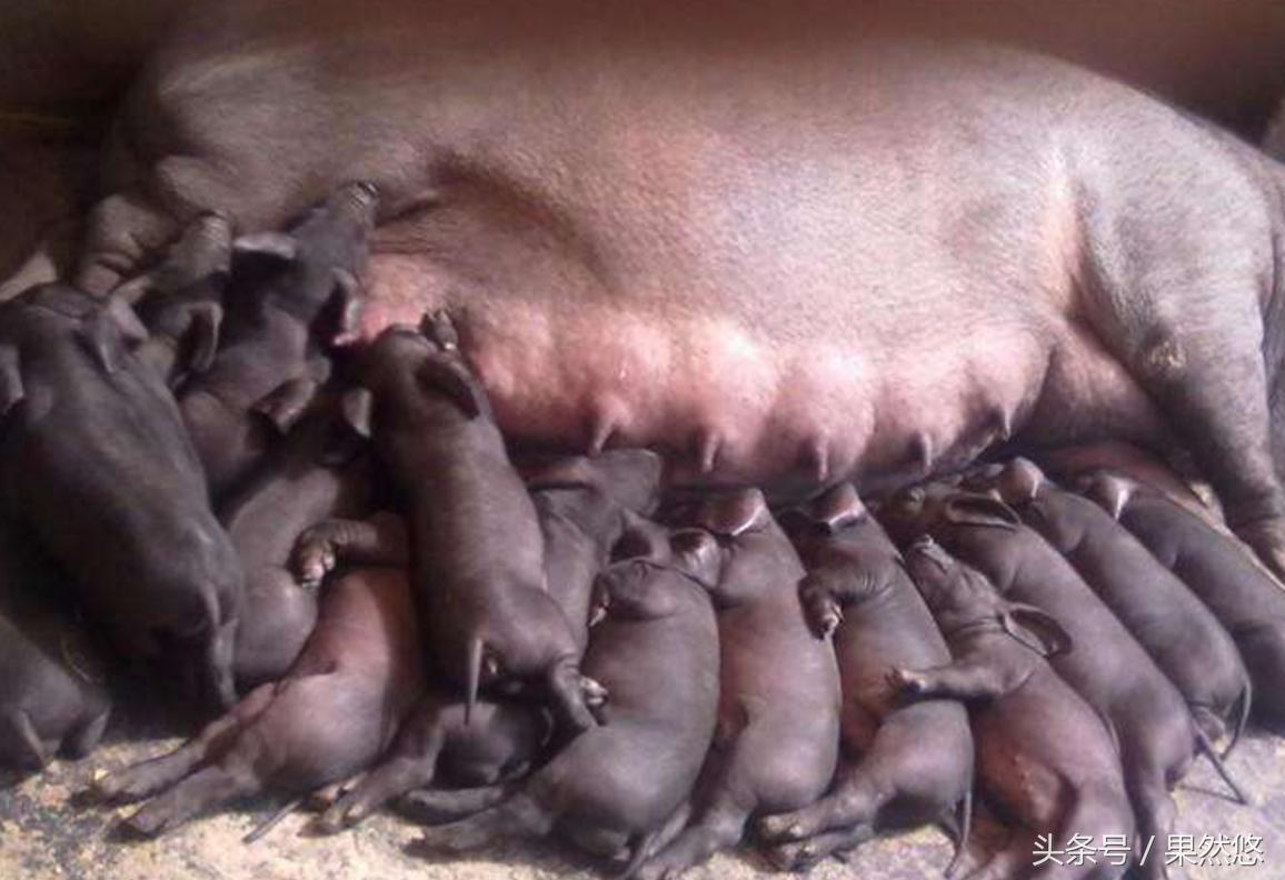 养猪不能养母猪是真的吗,养猪不能养母猪为什么