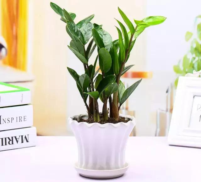 关于八种植物招财又旺宅,十大镇宅风水植物