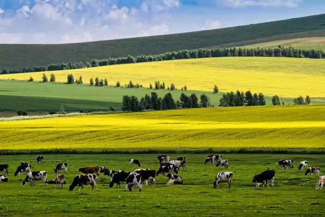 高三毕业旅行地推荐,云南成大学生青睐毕业旅行目的地