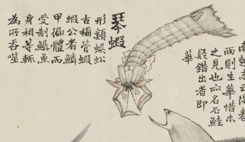 皮皮虾最经典最核心的是什么,皮皮虾最经典核心的部分