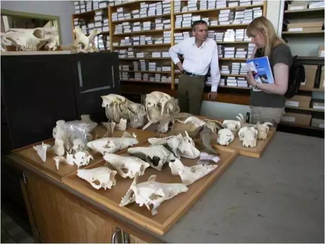 为什么说猫是铲屎官的祖先,铲屎官你不得不知道的猫主子历史