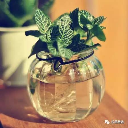 “薄荷香中醉欲颠”,有了薄荷的陪伴让,你清清爽爽度夏天