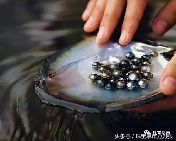 真正的野生珍珠图片,野生珍珠贵吗