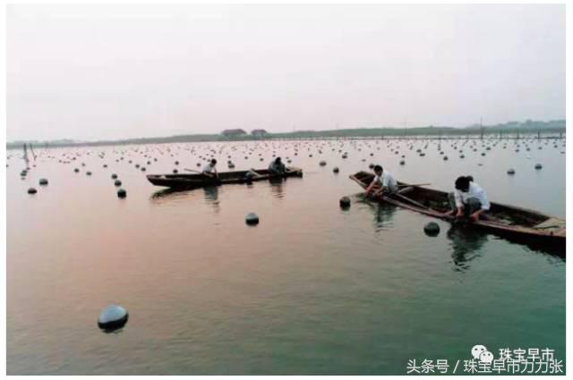 真正的野生珍珠图片,野生珍珠贵吗