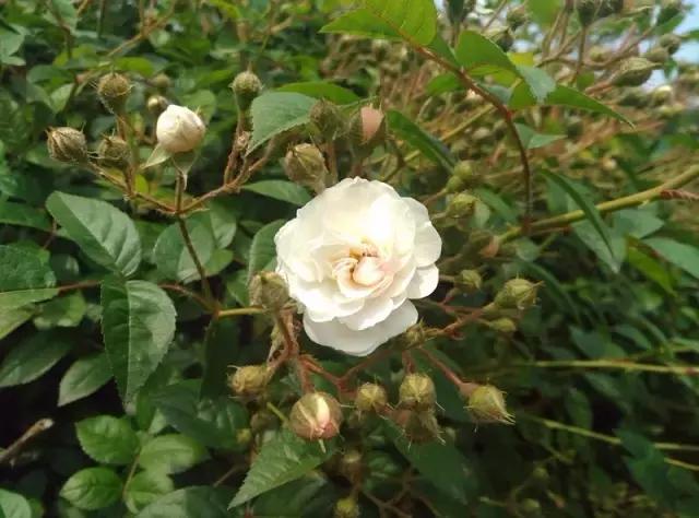 “辽宁高招指南”探秘绿岛,遇见你是我最美丽的意外!