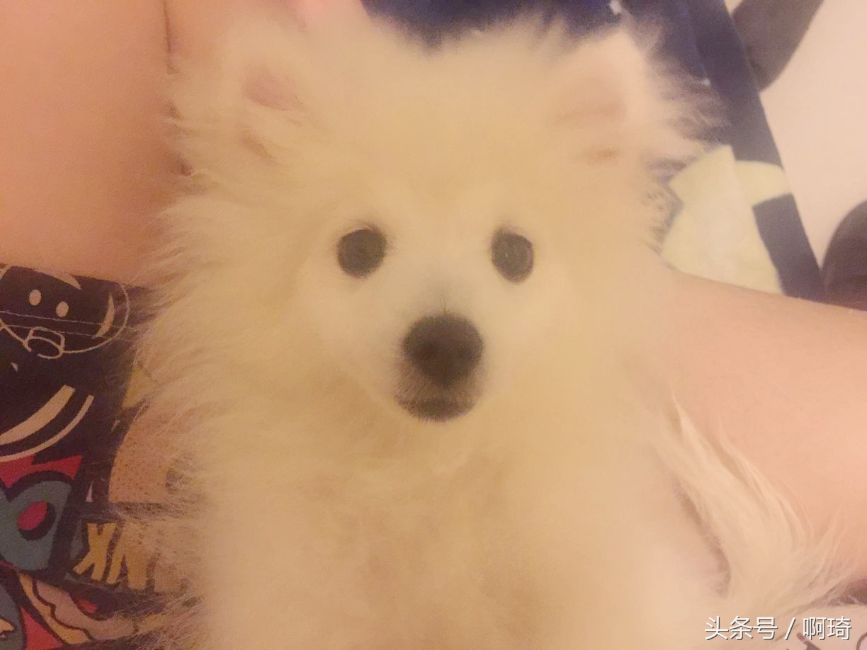 狗对人体皮肤有危害吗在看看我家的狗