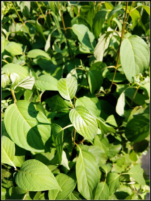 htcu11手机详细参数,htcu11手机测评