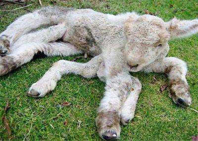 羊不明原因的腿瘸怎么治,羊瘸腿不敢落地是怎么治疗