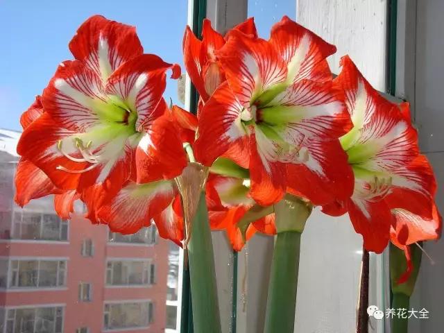 夏季发财树一般多少天浇水一次 (夏季多肉晴天浇水还是雨天浇水)