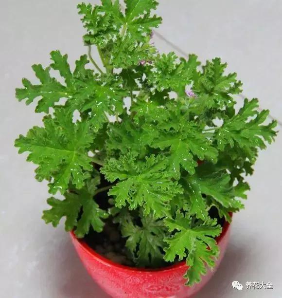 夏季发财树一般多少天浇水一次 (夏季多肉晴天浇水还是雨天浇水)