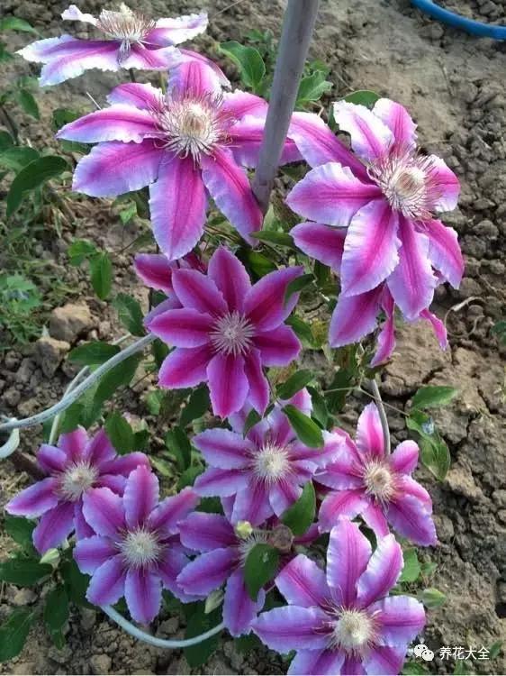 夏季发财树一般多少天浇水一次 (夏季多肉晴天浇水还是雨天浇水)