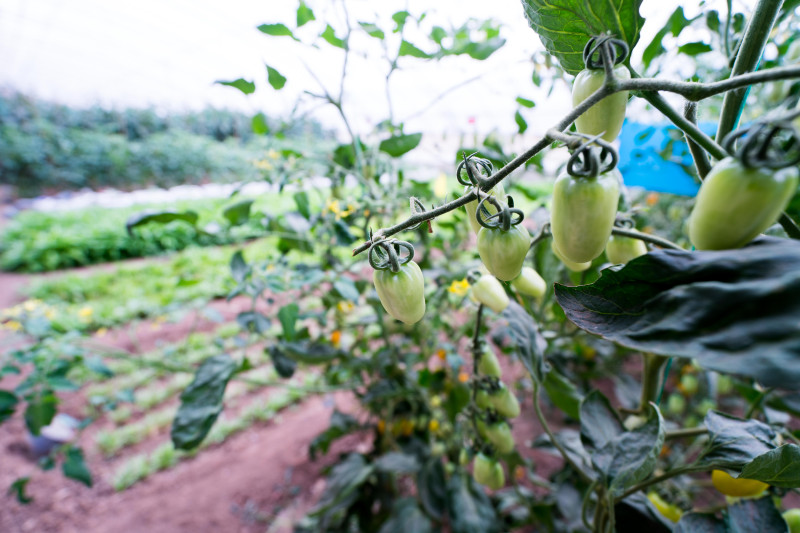蓬莱温泉旅游度假村,蓬莱适合度假的小镇